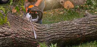 Best Palm Tree Trimming  in Plainview, TX