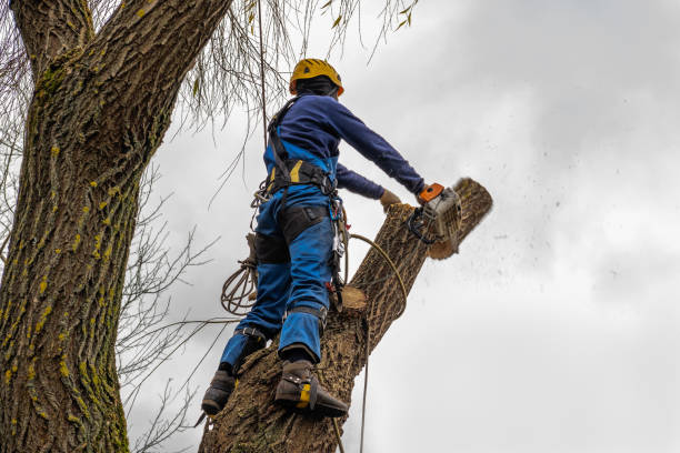 How Our Tree Care Process Works  in  Plainview, TX