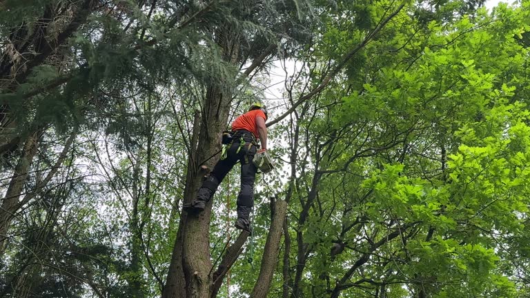 Best Stump Grinding and Removal  in Plainview, TX